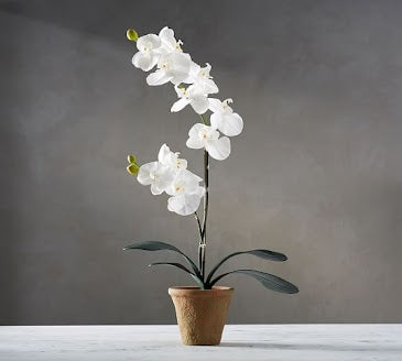 Orchid Plant Medium for Shopify Presell