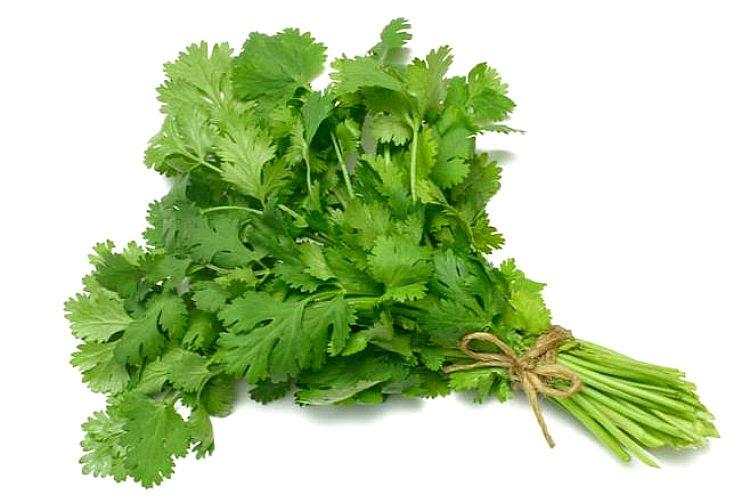 Cilantro Bunch